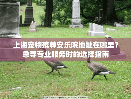 上海宠物殡葬安乐院地址在哪里？急寻专业服务时的选择指南