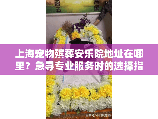 上海宠物殡葬安乐院地址在哪里？急寻专业服务时的选择指南