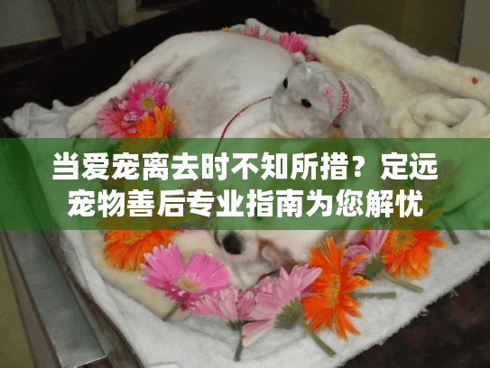 当爱宠离去时不知所措？定远宠物善后专业指南为您解忧