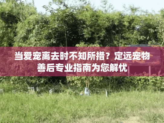 当爱宠离去时不知所措？定远宠物善后专业指南为您解忧