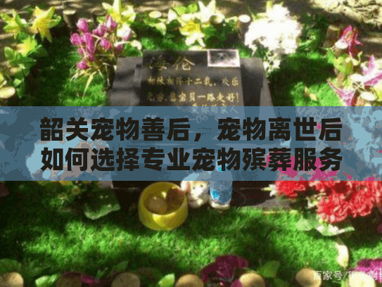 韶关宠物善后，宠物离世后如何选择专业宠物殡葬服务？