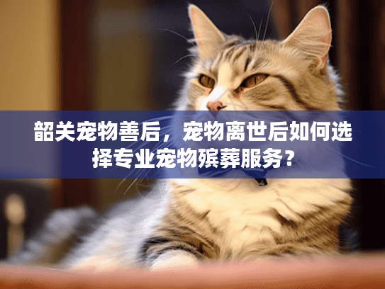 韶关宠物善后，宠物离世后如何选择专业宠物殡葬服务？