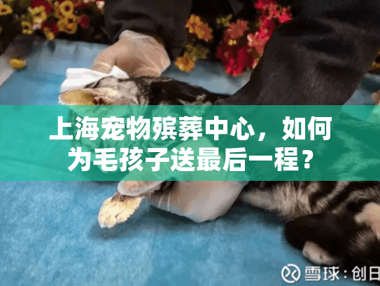 上海宠物殡葬中心，如何为毛孩子送最后一程？