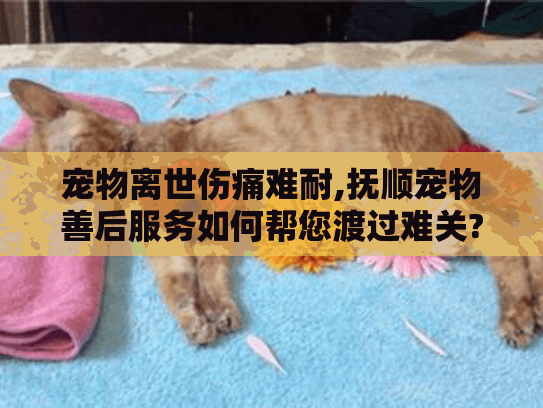 宠物离世伤痛难耐,抚顺宠物善后服务如何帮您渡过难关?