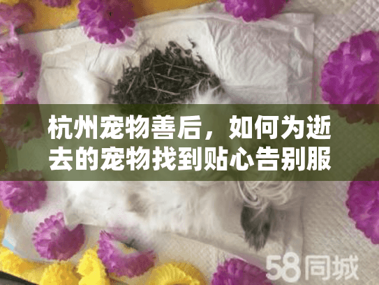 杭州宠物善后，如何为逝去的宠物找到贴心告别服务？