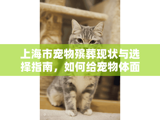 上海市宠物殡葬现状与选择指南，如何给宠物体面告别？