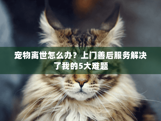 宠物离世怎么办？上门善后服务解决了我的5大难题