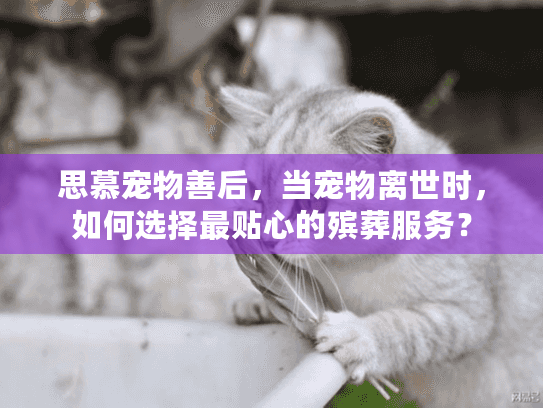 思慕宠物善后，当宠物离世时，如何选择最贴心的殡葬服务？