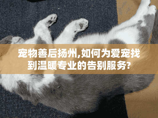 宠物善后扬州,如何为爱宠找到温暖专业的告别服务?