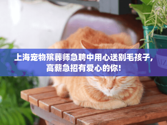 上海宠物殡葬师急聘中用心送别毛孩子,高薪急招有爱心的你!