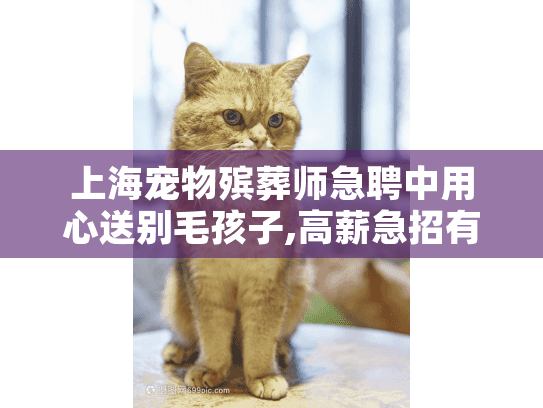 上海宠物殡葬师急聘中用心送别毛孩子,高薪急招有爱心的你!
