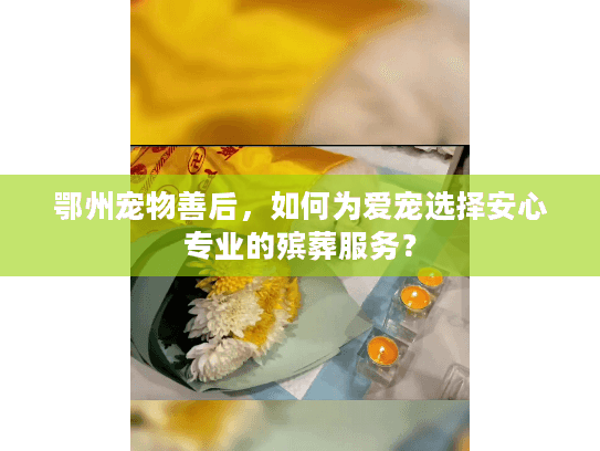 鄂州宠物善后，如何为爱宠选择安心专业的殡葬服务？