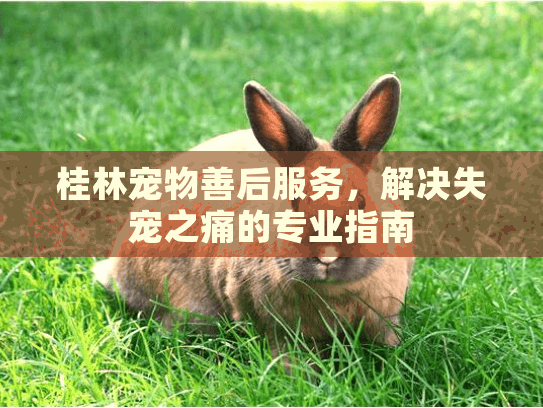 桂林宠物善后服务，解决失宠之痛的专业指南