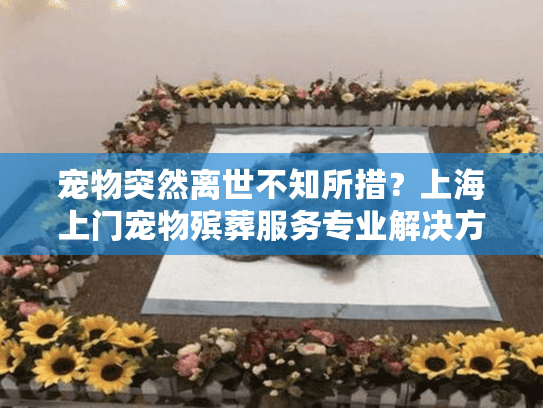 宠物突然离世不知所措？上海上门宠物殡葬服务专业解决方案