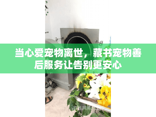当心爱宠物离世，藏书宠物善后服务让告别更安心