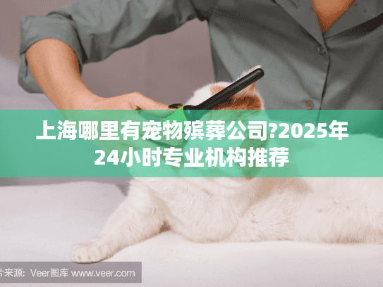 上海哪里有宠物殡葬公司?2025年24小时专业机构推荐