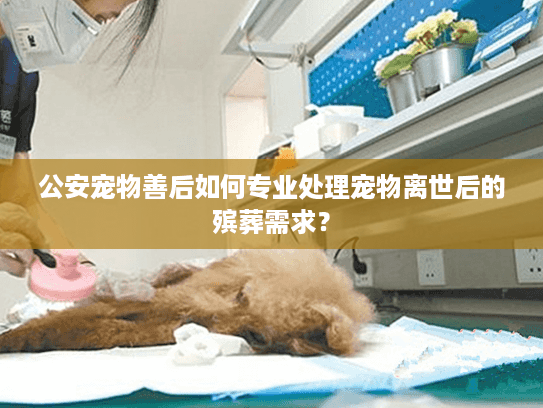 公安宠物善后如何专业处理宠物离世后的殡葬需求？