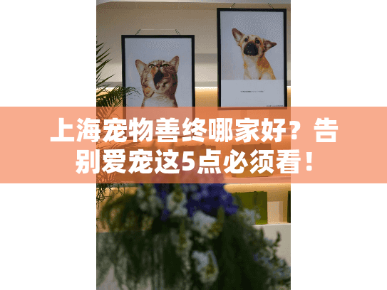 上海宠物善终哪家好？告别爱宠这5点必须看！