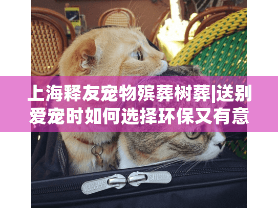 上海释友宠物殡葬树葬|送别爱宠时如何选择环保又有意义的告别方式?