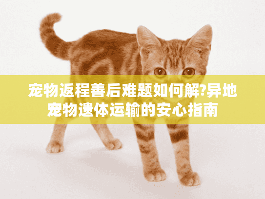 宠物返程善后难题如何解?异地宠物遗体运输的安心指南