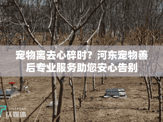 宠物离去心碎时?河东宠物善后专业服务助您安心告别 宠物离去心碎时?河东宠物善后专业服务助您安心告别