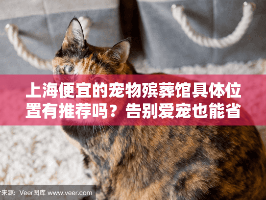 上海便宜的宠物殡葬馆具体位置有推荐吗？告别爱宠也能省心省预算