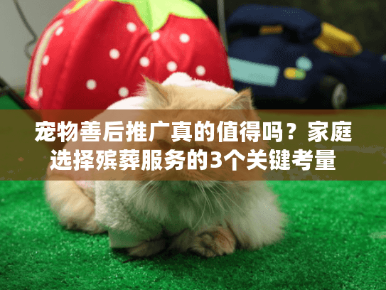 宠物善后推广真的值得吗？家庭选择殡葬服务的3个关键考量