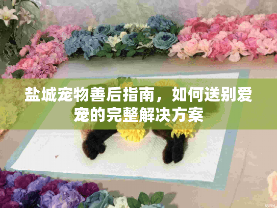 盐城宠物善后指南，如何送别爱宠的完整解决方案