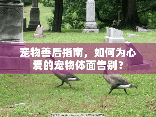 宠物善后指南，如何为心爱的宠物体面告别？