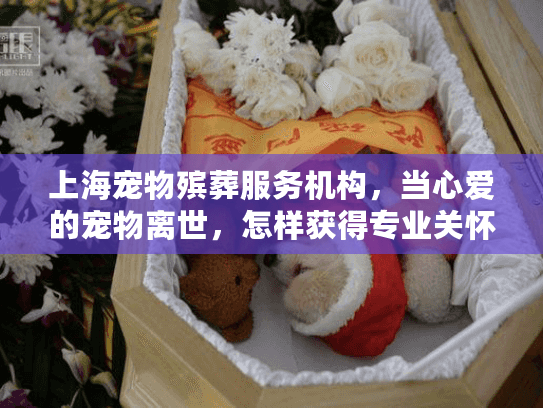 上海宠物殡葬服务机构，当心爱的宠物离世，怎样获得专业关怀？