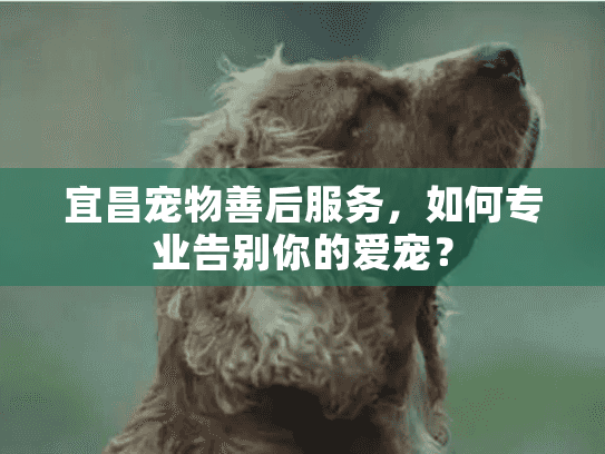 宜昌宠物善后服务，如何专业告别你的爱宠？