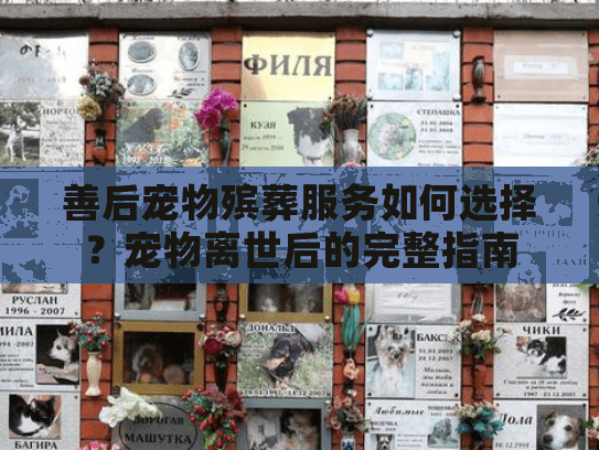 善后宠物殡葬服务如何选择？宠物离世后的完整指南