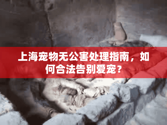 上海宠物无公害处理指南，如何合法告别爱宠？