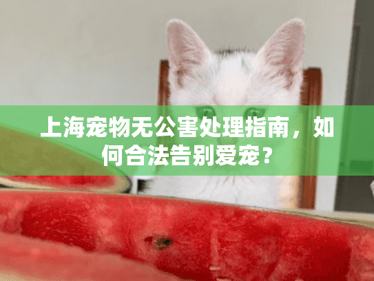 上海宠物无公害处理指南，如何合法告别爱宠？