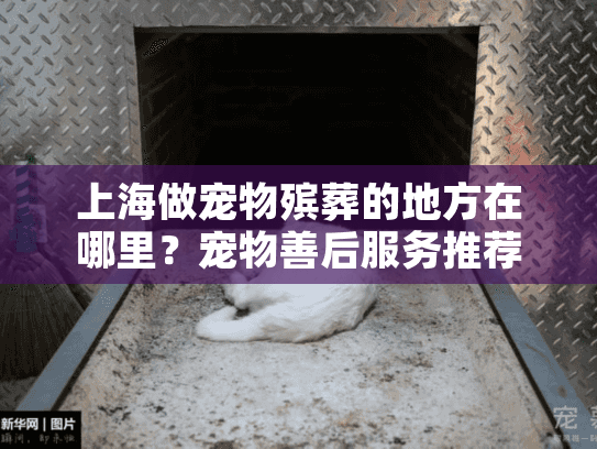 上海做宠物殡葬的地方在哪里？宠物善后服务推荐