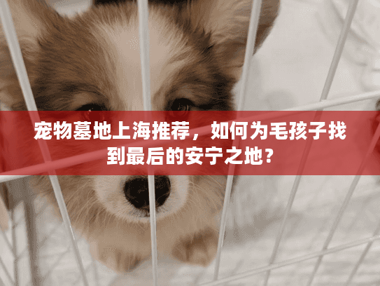 宠物墓地上海推荐，如何为毛孩子找到最后的安宁之地？