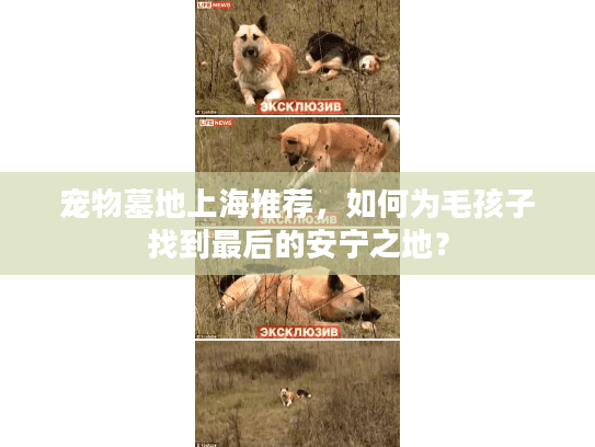 宠物墓地上海推荐，如何为毛孩子找到最后的安宁之地？