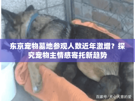 东京宠物墓地参观人数近年激增？探究宠物主情感寄托新趋势