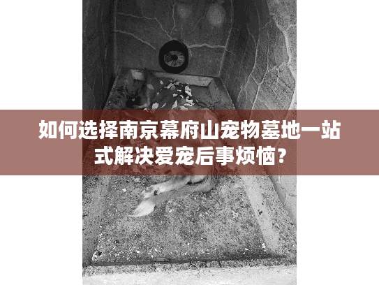 如何选择南京幕府山宠物墓地一站式解决爱宠后事烦恼？