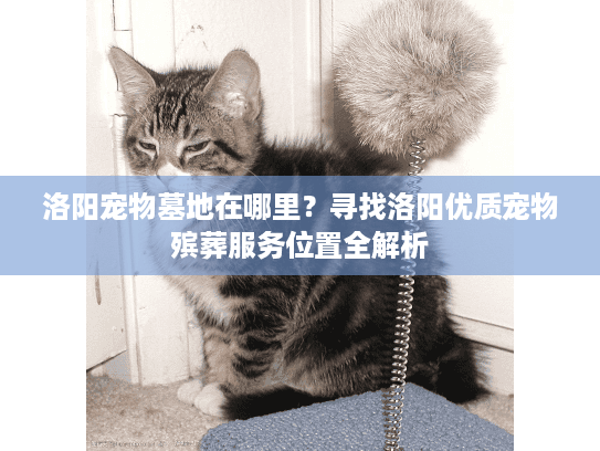 洛阳宠物墓地在哪里？寻找洛阳优质宠物殡葬服务位置全解析