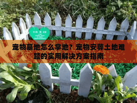 宠物墓地怎么拿地？宠物安葬土地难题的实用解决方案指南