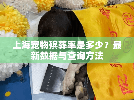 上海宠物殡葬率是多少？最新数据与查询方法