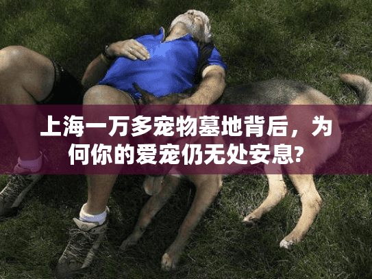 上海一万多宠物墓地背后,为何你的爱宠仍无处安息? 上海一万多宠物墓地背后,为何你的爱宠仍无处安息?