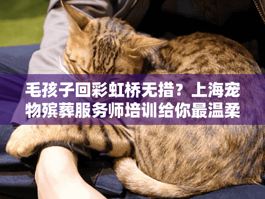 毛孩子回彩虹桥无措？上海宠物殡葬服务师培训给你最温柔的答案