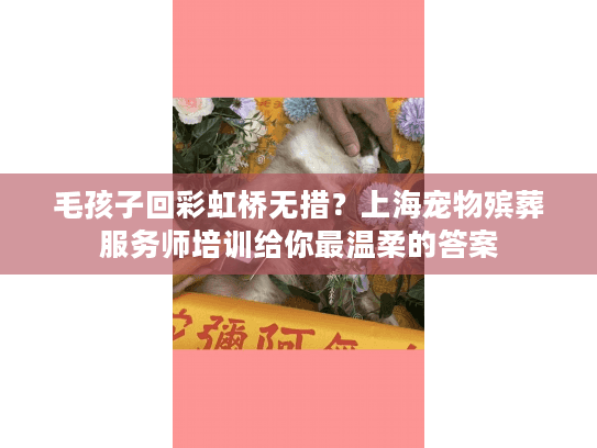 毛孩子回彩虹桥无措？上海宠物殡葬服务师培训给你最温柔的答案