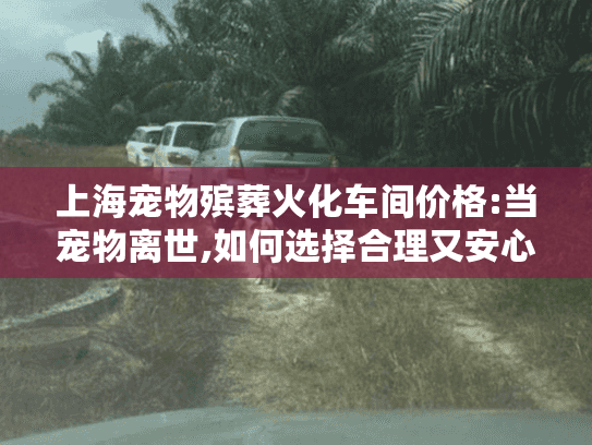 上海宠物殡葬火化车间价格:当宠物离世,如何选择合理又安心的服务?
