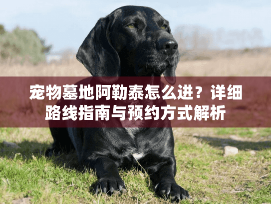 宠物墓地阿勒泰怎么进？详细路线指南与预约方式解析