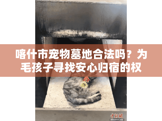 喀什市宠物墓地合法吗？为毛孩子寻找安心归宿的权威指南