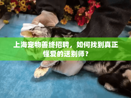上海宠物善终招聘，如何找到真正懂爱的送别师？