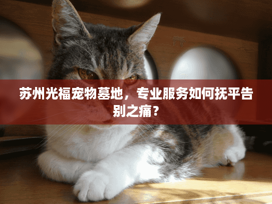 苏州光福宠物墓地，专业服务如何抚平告别之痛？